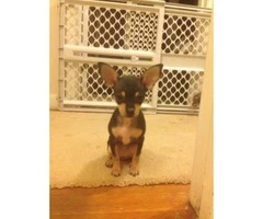 Toy Chihuahua Puppies - $500