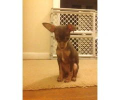 Toy Chihuahua Puppies - $500