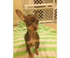 Toy Chihuahua Puppies - $500