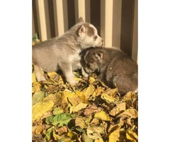 Two males and a couple females Siberian Husky Puppies - 2