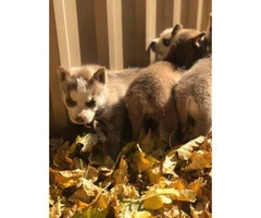 Two males and a couple females Siberian Husky Puppies - 3