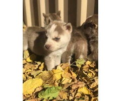 Two males and a couple females Siberian Husky Puppies - 4