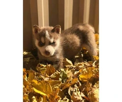 Two males and a couple females Siberian Husky Puppies - 5