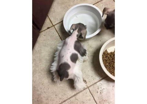 One female AKC Reg miniature schnauzers