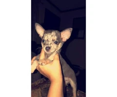 Blue merle chihuahua 3 months old - 2