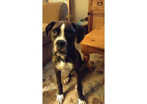 5 month old male full blooded brindle boxer