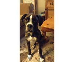 5 month old male full blooded brindle boxer - 1