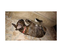 5 month old male full blooded brindle boxer - 3