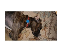 5 month old male full blooded brindle boxer - 4