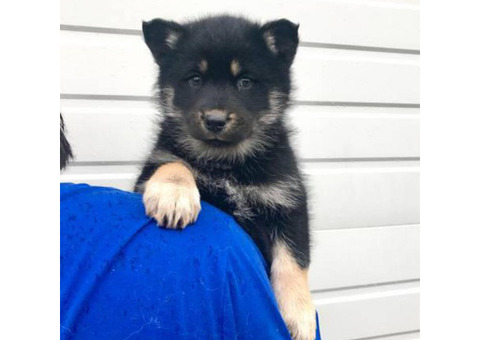 Shepherd malamute mix puppies