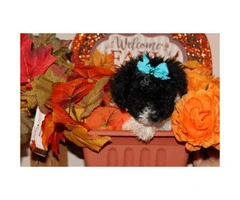 CKC registered Tiny Toy Poodle Puppies - 1
