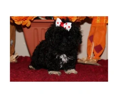 CKC registered Tiny Toy Poodle Puppies - 4