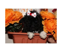 CKC registered Tiny Toy Poodle Puppies - 5