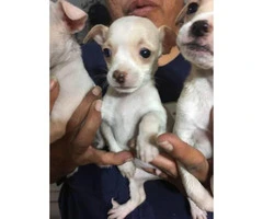 Beautiful 7 week old Chihuahuas - 1
