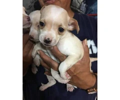 Beautiful 7 week old Chihuahuas - 2