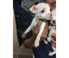 Beautiful 7 week old Chihuahuas - 3
