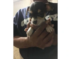 Beautiful 7 week old Chihuahuas - 4