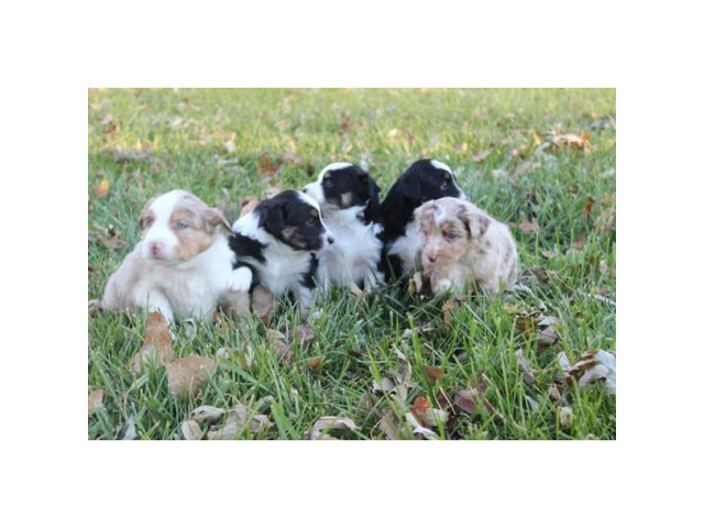 Mini Australian Shepherd puppies for Christmas in ...