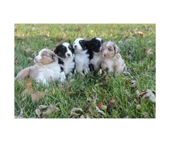 Mini Australian Shepherd puppies for Christmas - 7