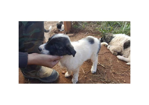 Anatolian / Great Pyrenees puppies 7 remaining from litter of 9