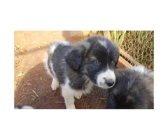 Anatolian / Great Pyrenees puppies 7 remaining from litter of 9 - 4