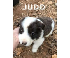 Full blooded Australian shepherd puppies with tails docked - 4