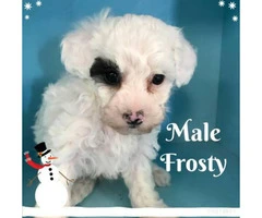 Gorgeous litter of Toy Poodle puppies available for purchase - 1