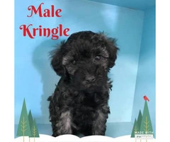 Gorgeous litter of Toy Poodle puppies available for purchase - 2