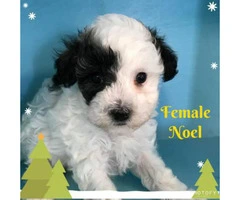 Gorgeous litter of Toy Poodle puppies available for purchase - 3