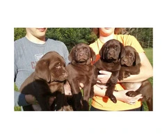 Beautiful litter of Chocolate Labrador Retriever Puppies
