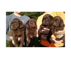 Beautiful litter of Chocolate Labrador Retriever Puppies - 2