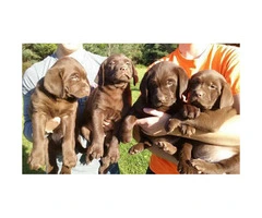 Beautiful litter of Chocolate Labrador Retriever Puppies - 3