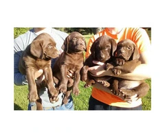 Beautiful litter of Chocolate Labrador Retriever Puppies - 4