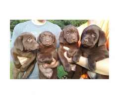 Beautiful litter of Chocolate Labrador Retriever Puppies - 5