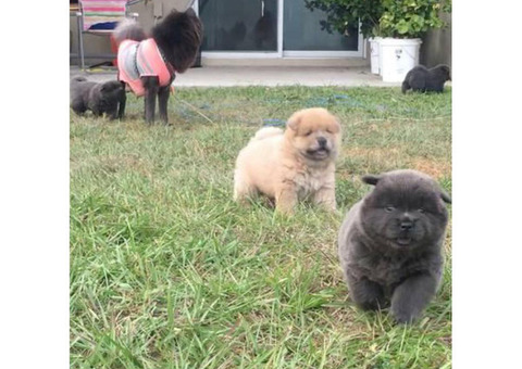 Adorable chow puppies for sale pure bred