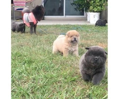 Adorable chow puppies for sale pure bred