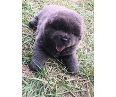 Adorable chow puppies for sale pure bred - 2