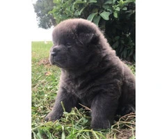 Adorable chow puppies for sale pure bred - 4