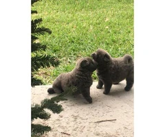Adorable chow puppies for sale pure bred - 5