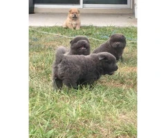 Adorable chow puppies for sale pure bred - 6