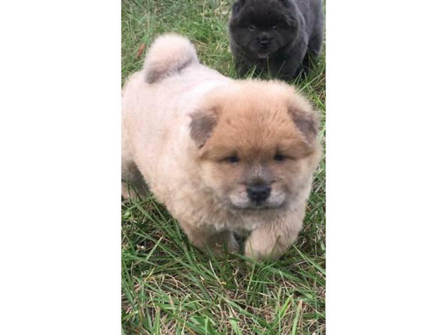 Adorable chow puppies for sale pure bred Tampa Puppies