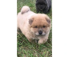 Adorable chow puppies for sale pure bred - 7
