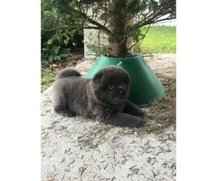 Adorable chow puppies for sale pure bred - 8