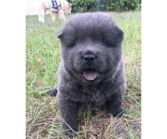 Adorable chow puppies for sale pure bred - 9