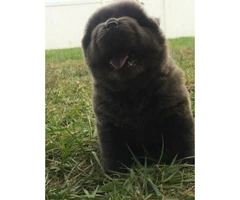 Adorable chow puppies for sale pure bred - 10
