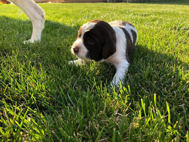 AKC English Springer Spaniels for Sale Kuna - Puppies for Sale Near Me