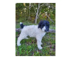 4 male AKC standard Poodles for sale