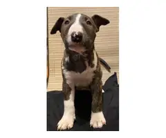 4 male bull terrier puppies