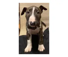 4 male bull terrier puppies - 5