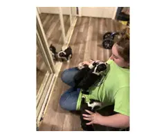 5 Boston Terrier puppies for sale - 2